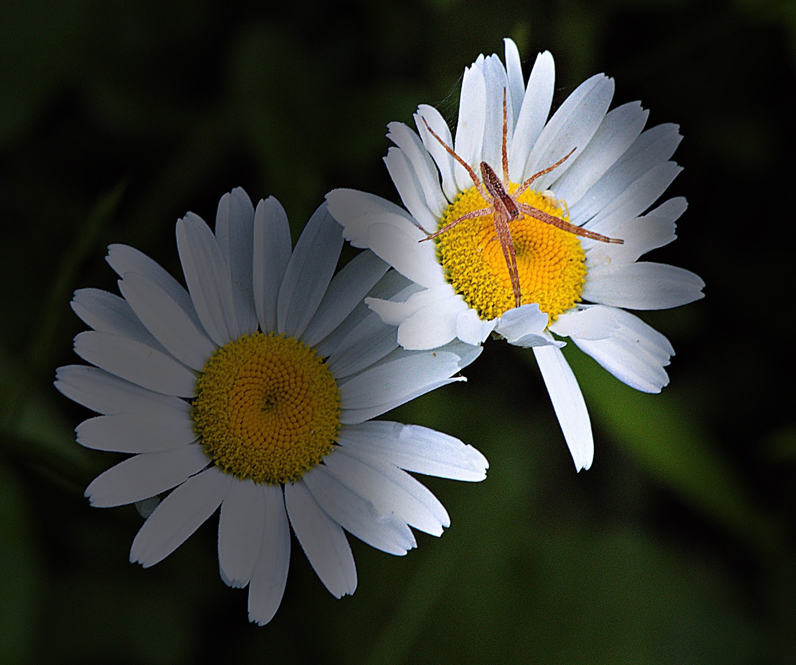 Den'sphotogallery End of June Daisies