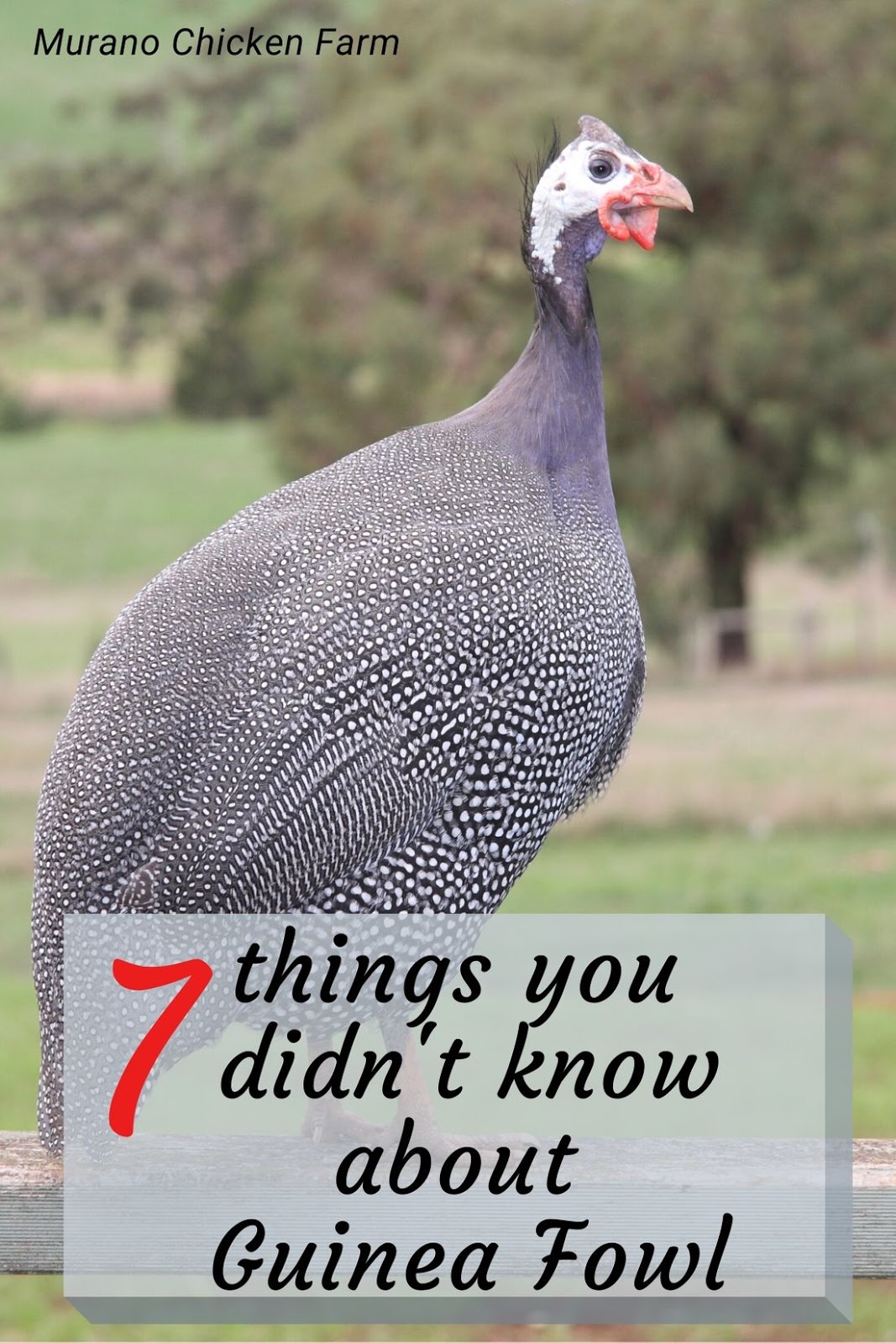 7 things you didn't know about raising guinea fowl Murano Chicken Farm