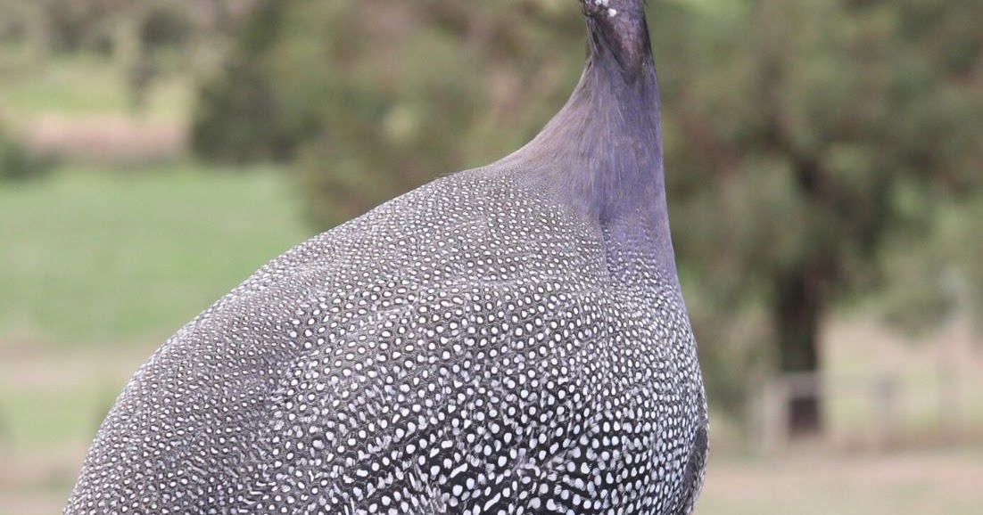 7 things you didn't know about raising guinea fowl Murano Chicken Farm