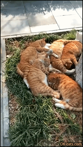 Amazing Cat GIF • 7 ginger cats sunbathing and taking a nap all together! [ok-cats.com]