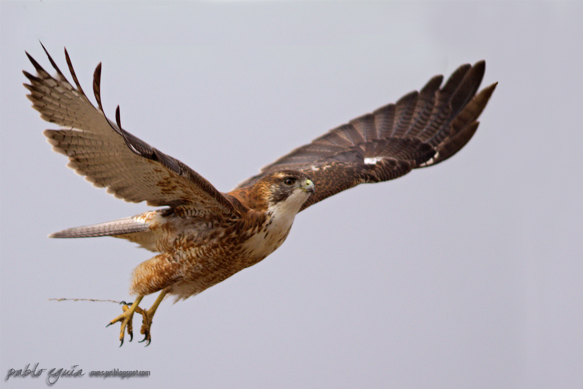 mis fotos de aves: Geranoaetus polyosoma Aguilucho Ñanco Variable Hawk