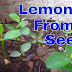 how to grow nimbu plant from seeds