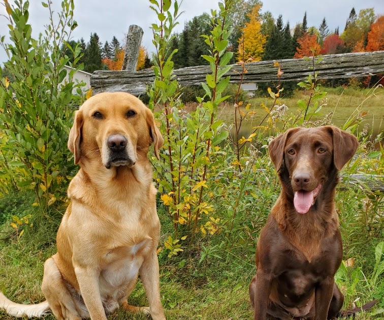 ABOUT Woodland Creek Kennels