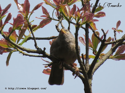 Jungle babbler - Turdoides striata