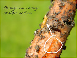 soil centipede attacking wireworms insects gardens orange found