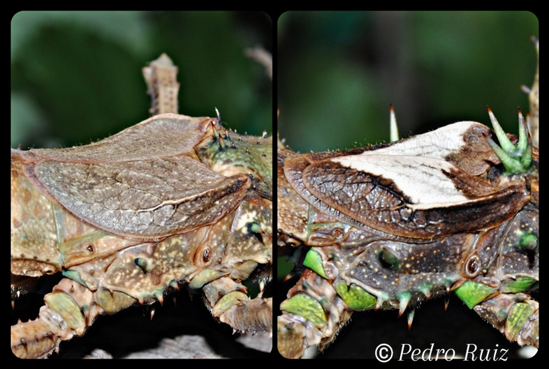 Detalle de las alas de una hembra y un macho de Haaniella echinata
