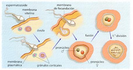 Cuanto tiempo tarda un espermatozoide en llegar al ovulo