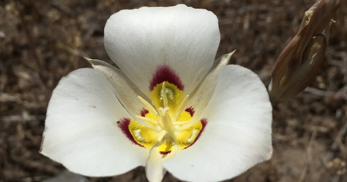 Mountain Edibles Calochortus nuttallii