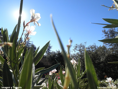 La economía del bien común