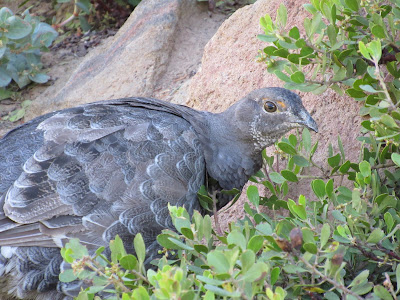 best birding in northern california