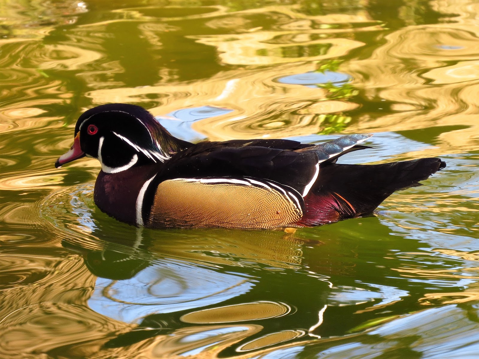 amateurnithologist Wood Duck