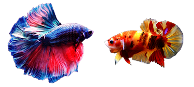 Perbedaan Ikan Cupang Jantan dan Betina