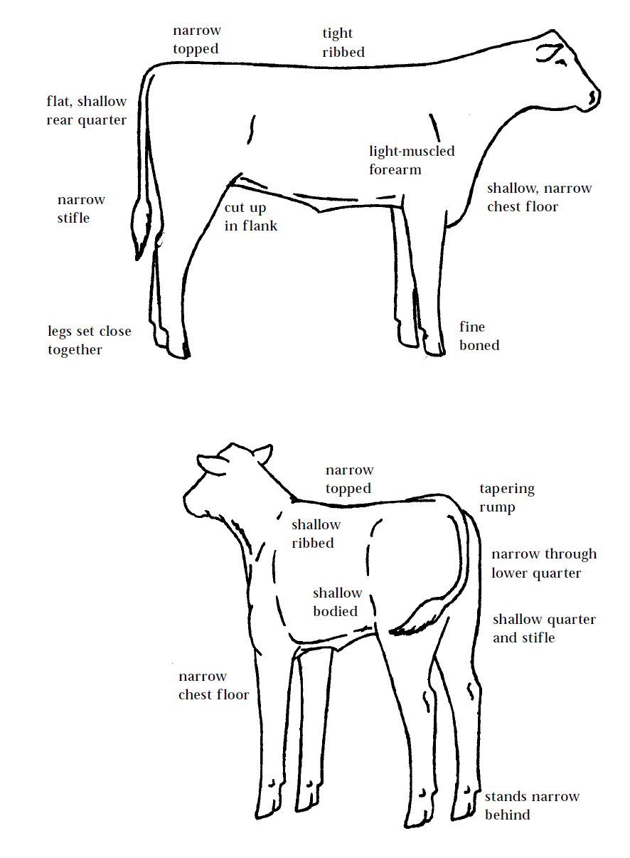 Learning to judge 4H Livestock Judging Programs How to Judge Beef