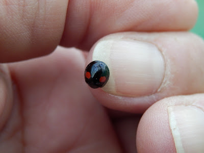 Ladybird at Hungerford allotments