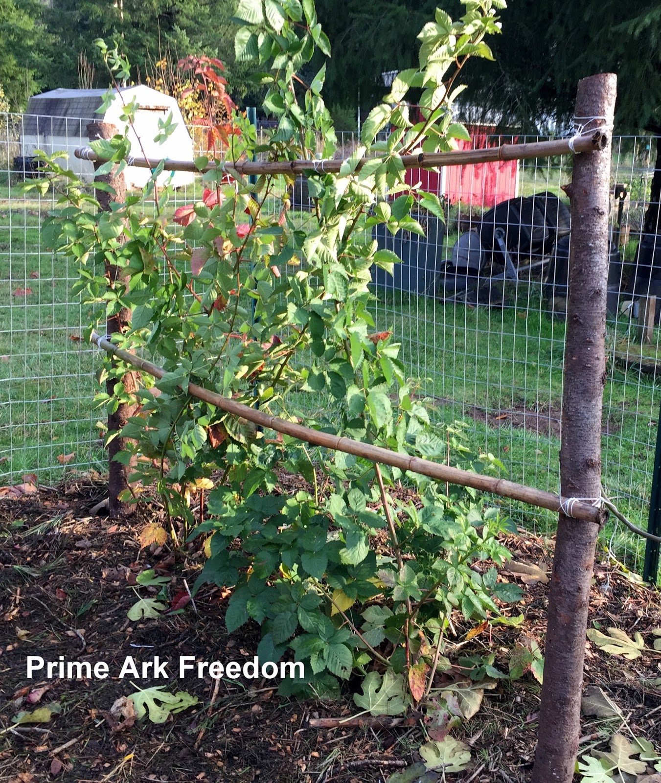 Daniel's Pacific NW Garden Blackberries trellised, penned, and ready