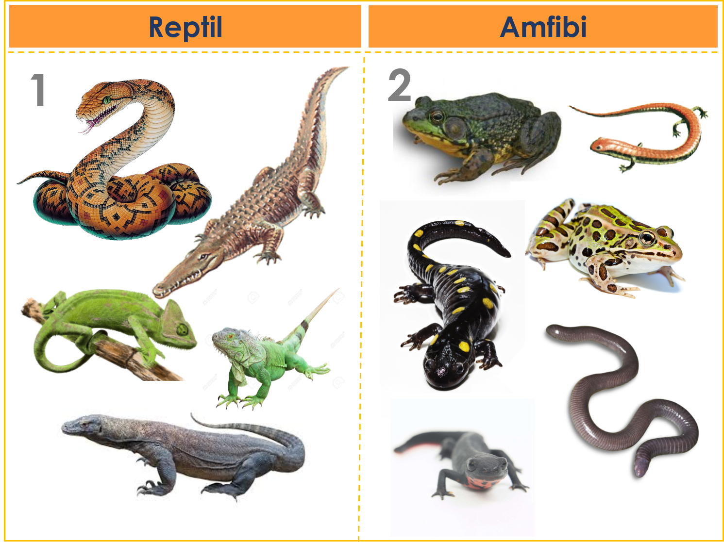 FAKTA PERBEDAAN ANTARA REPTIL  DENGAN AMFIBI  freewaremini