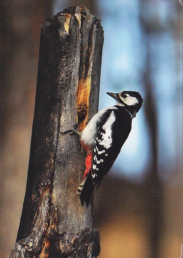 Postcard A La Carte Russia Woodpecker