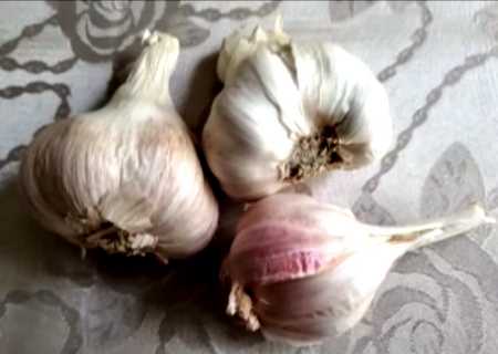 How to grow garlic at home, Garlic Bulbs