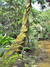 QUÉ ES LA AYAHUASCA O EL YAGÉ?