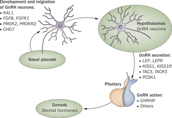 Input Neuronal Dalam Kontrol Sekresi GnRH