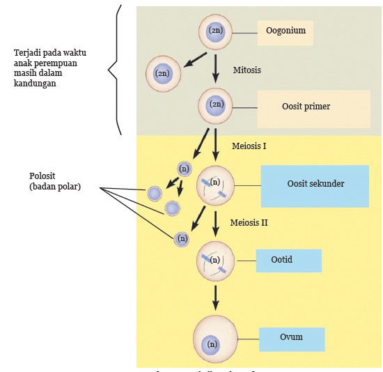 Fertilisasi proses sperma ovum pembuahan perkembangan embrio tahapan rahim konsepsi biologi uterus ovarium kamus bersatunya dihasilkan pertumbuhan berurutan pria testis beranda belajar: SISTEM REPRODUKSI PADA MANUSIA UNTUK KELAS 9 SEMESTER 1