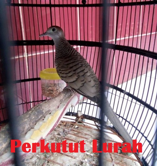 Ciri dan Mitos Perkutut Katuranggan Lurah