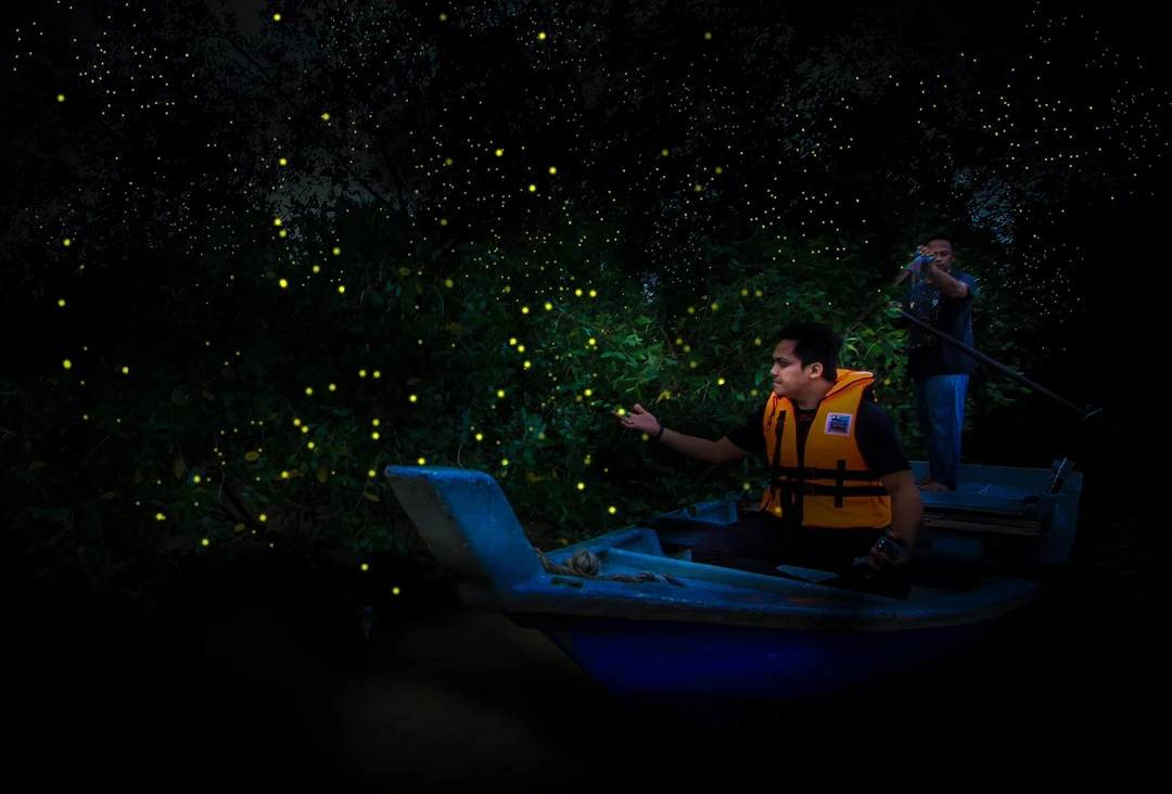 Magnificient fireflies at Kg Dew Taiping