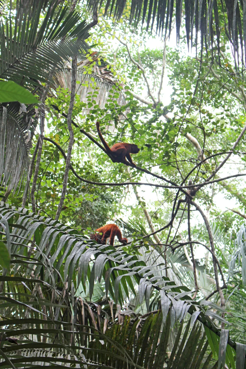 Monkeys in the Peruvian Amazon - travel & lifestyle blog