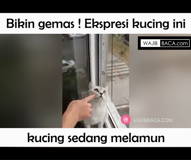 Kucing Melamun Layaknya Manusia! Hmm Ekspresinya Bikin Nagih