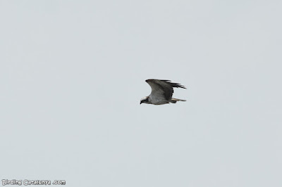 Àguila pescadora (Pandion haliaetus)