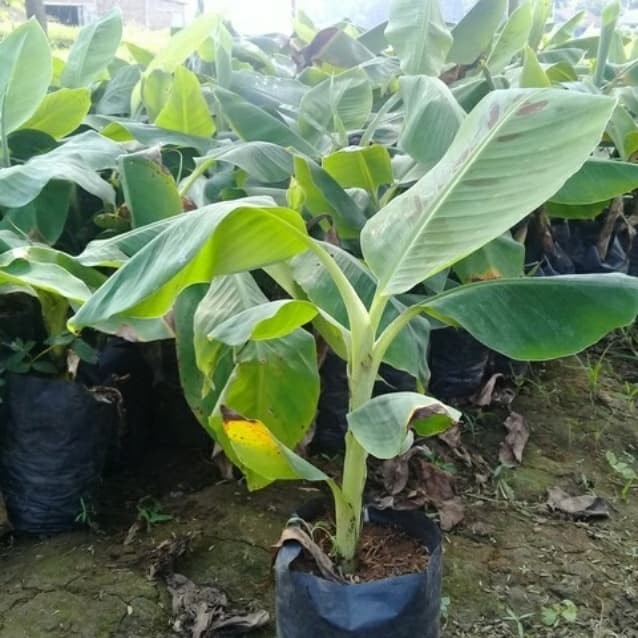 bibit pohon pisang raja nangka supplier tanaman Sumatra Barat