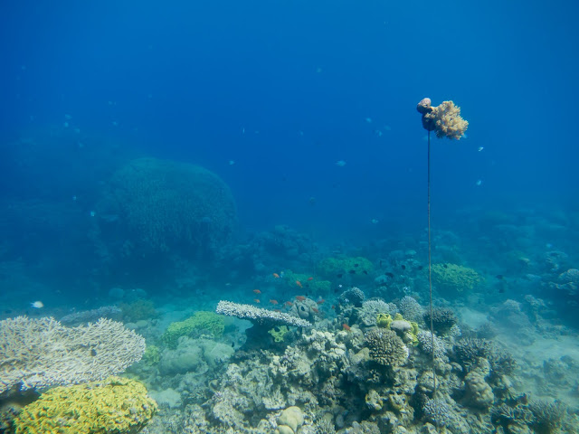 Aqaba Scuba Diving 38