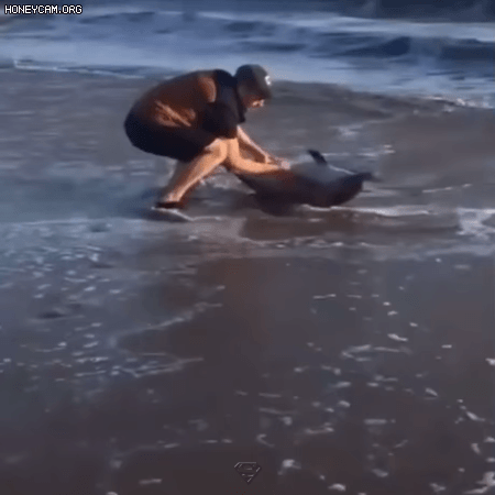 해변으로 밀려온 새끼 돌고래 - 꾸르