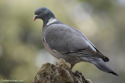 Tudó (Columba palumbus)