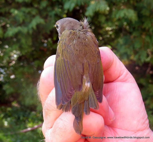 The First Weekend of Fall Bird Banding at SpruceHaven and a Visit by