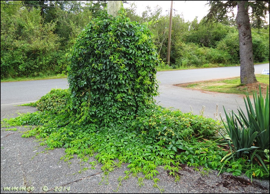 My Garden Strip between driveways, Part 1