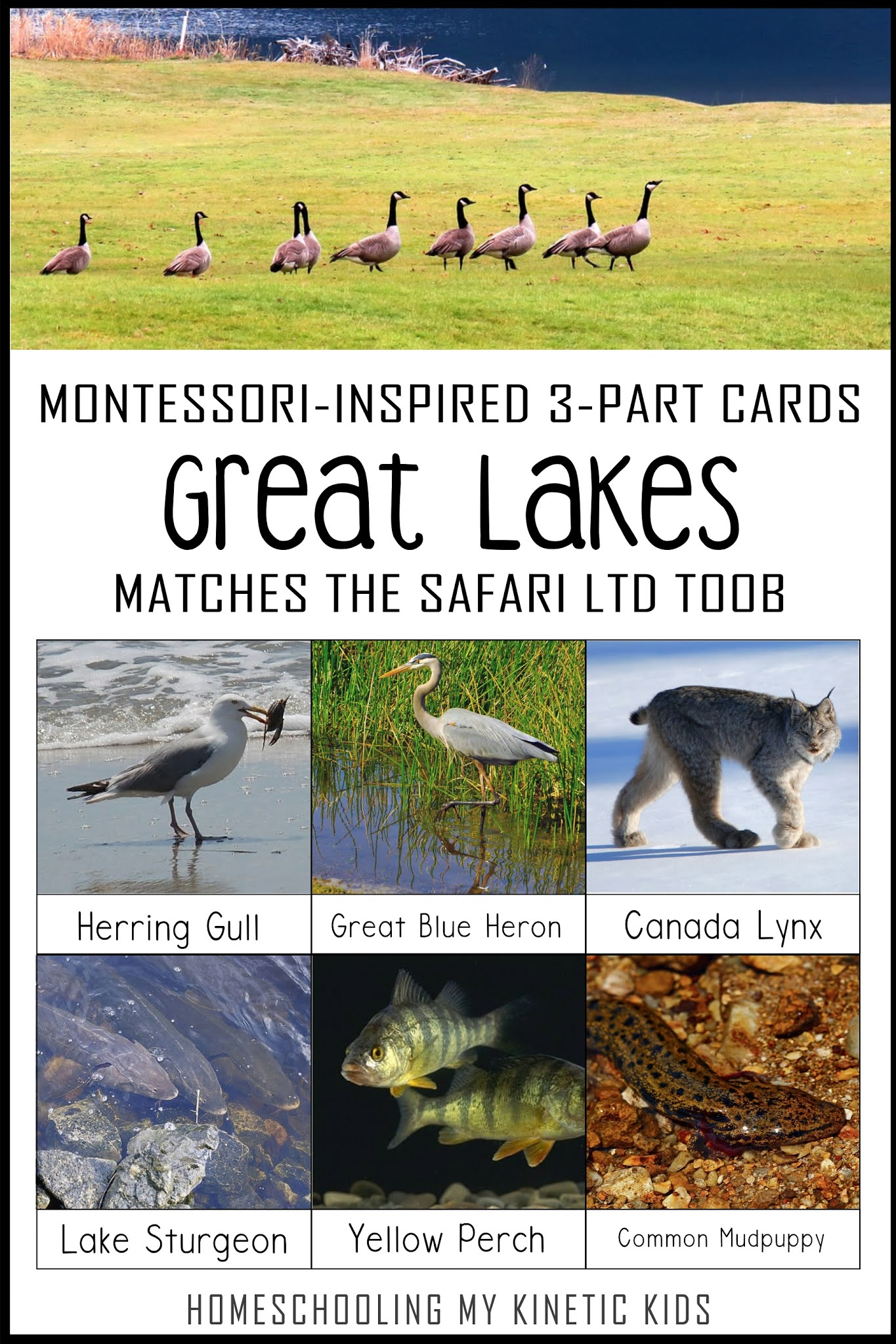 Montessori-Inspired 3-part cards for the Safari Ltd GREAT LAKES Toob
