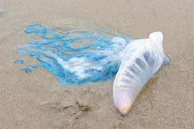 Is the portuguese man o'war venomous