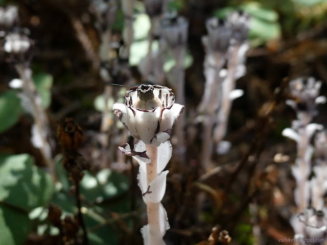 sunlight on white flowers