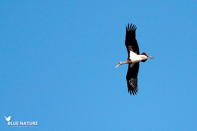 Cigüeña negra (Ciconia nigra) durante el paso migratorio postnupcial en el Estrecho. Blue Nature