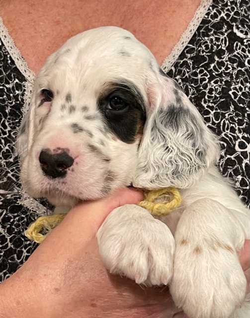 Linwood English Setters Puppies