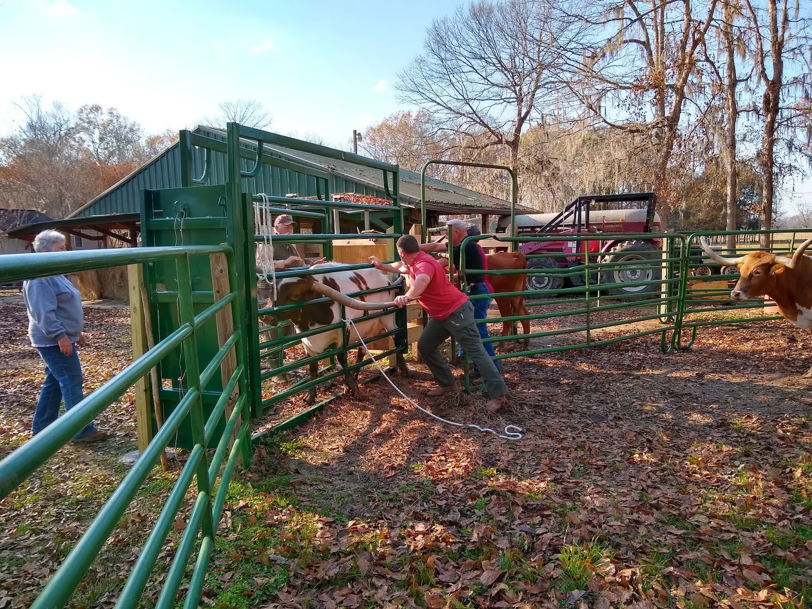 GBC Longhorns How to Measure a Longhorn's Horns