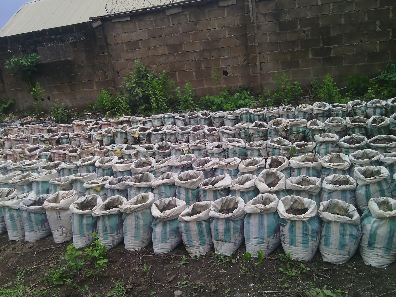 My Cucumber Vertical Sack Farm ORGANICFOODS...towards organic farm