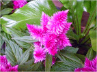 Celosia intenz