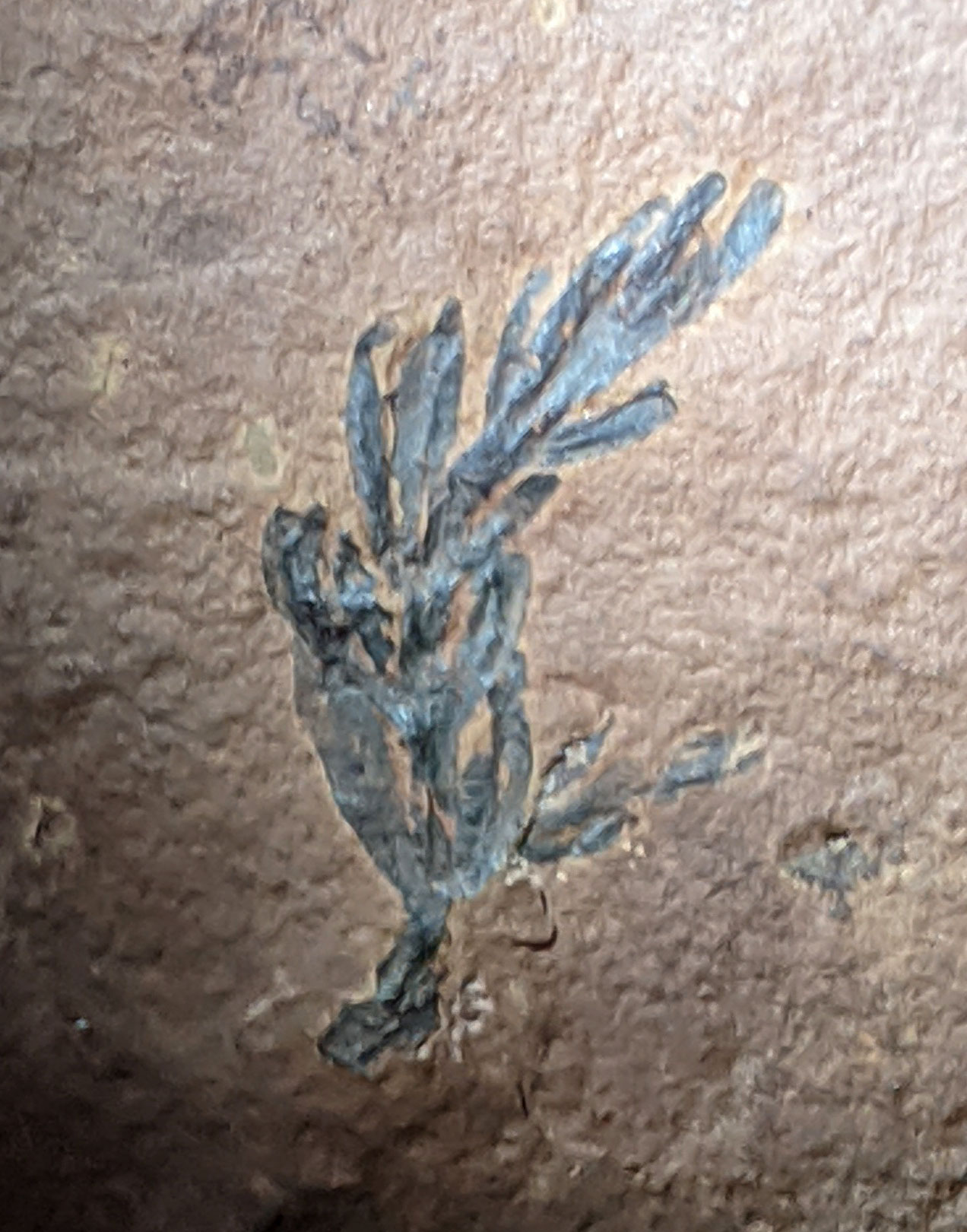 Louisville Fossils and Beyond Palaeonitella Green Alga Fossil