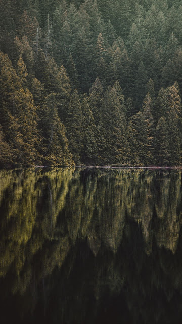 HD Wallpaper Lake, Forest, Trees, Reflection