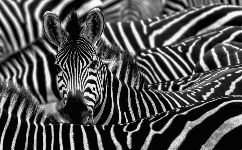 ARE ZEBRAS BLACK WITH WHITE STRIPES OR WHITE WITH BLACK STRIPES? |The