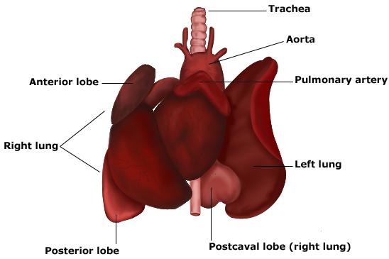 veterinary online-Research Respiratory animals - veterinary online