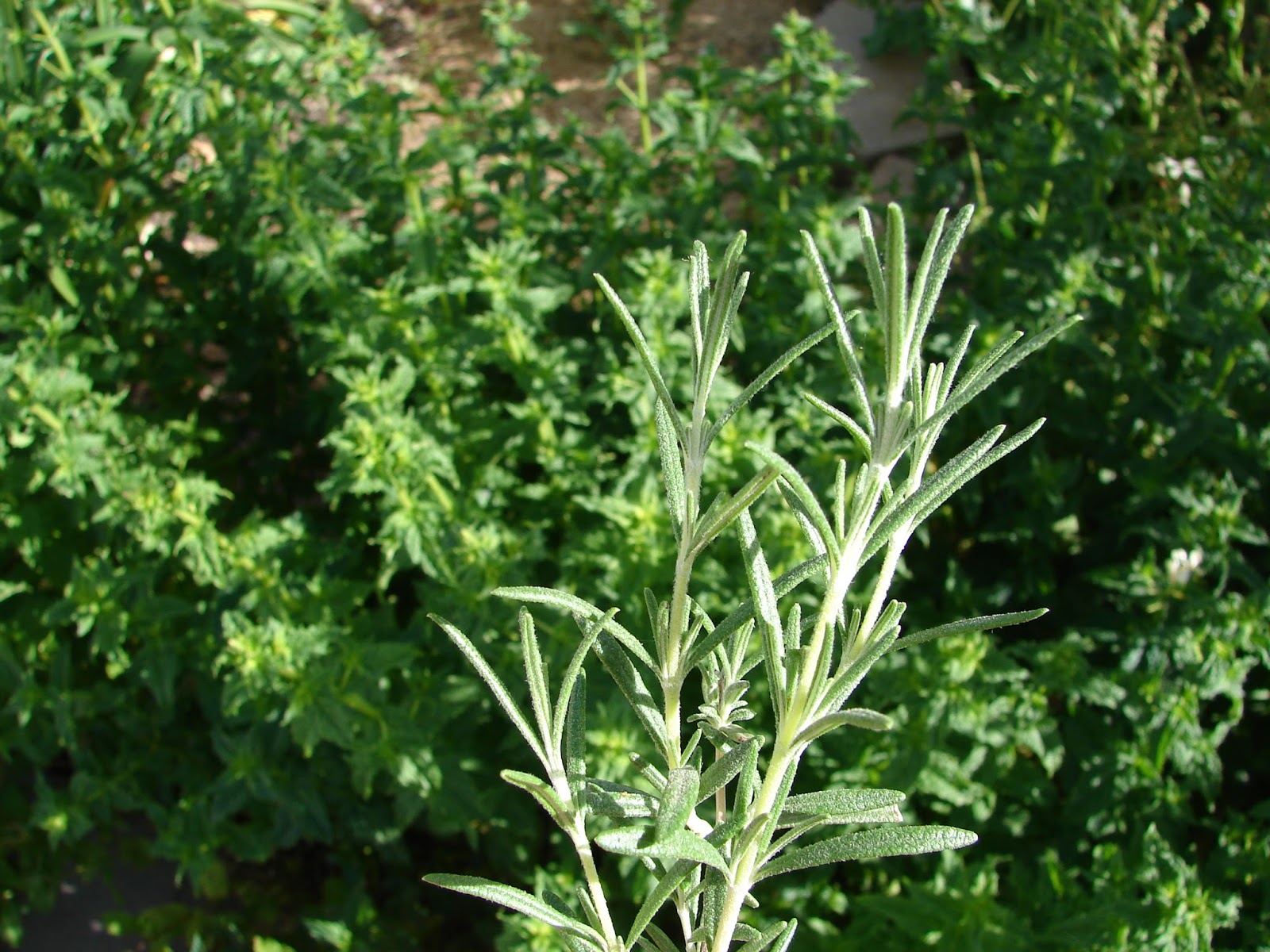 New Utah Gardener Top Seven Herbs To Grow In Utah Herb Gardening For