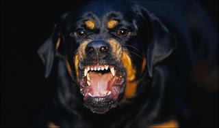 rottweiler%2B%25281%2529
